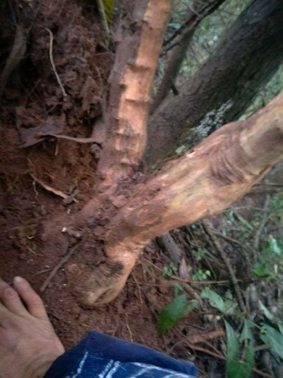 为什么阳根下山桩必须处理下才能保证成活