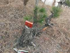 刚挖了一棵下山桩老桩 怎么养活啊