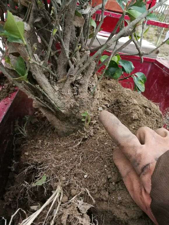 老桩冬青下山桩 请前辈们指点如何修剪