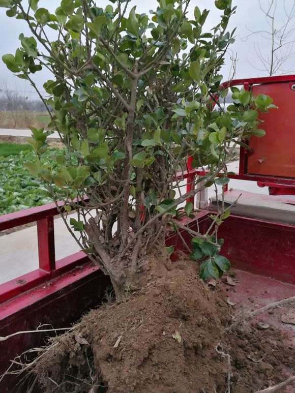 老桩冬青下山桩 请前辈们指点如何修剪