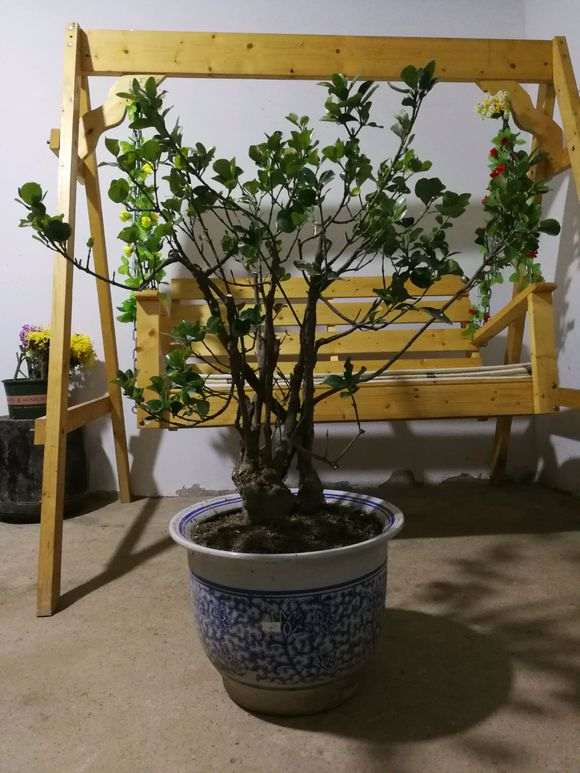 老桩冬青下山桩 请前辈们指点如何修剪