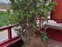 老桩冬青下山桩 请前辈们指点如何修剪