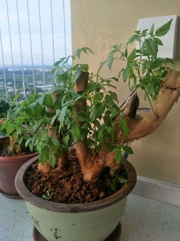 刚入手的下山桩老桩不知道怎么修剪