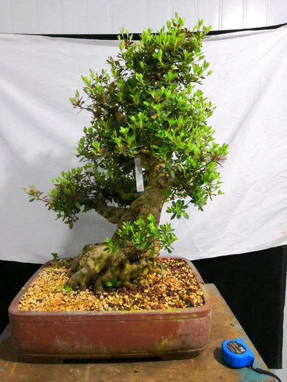 请欣赏 极品70年老桩皋月杜鹃盆景