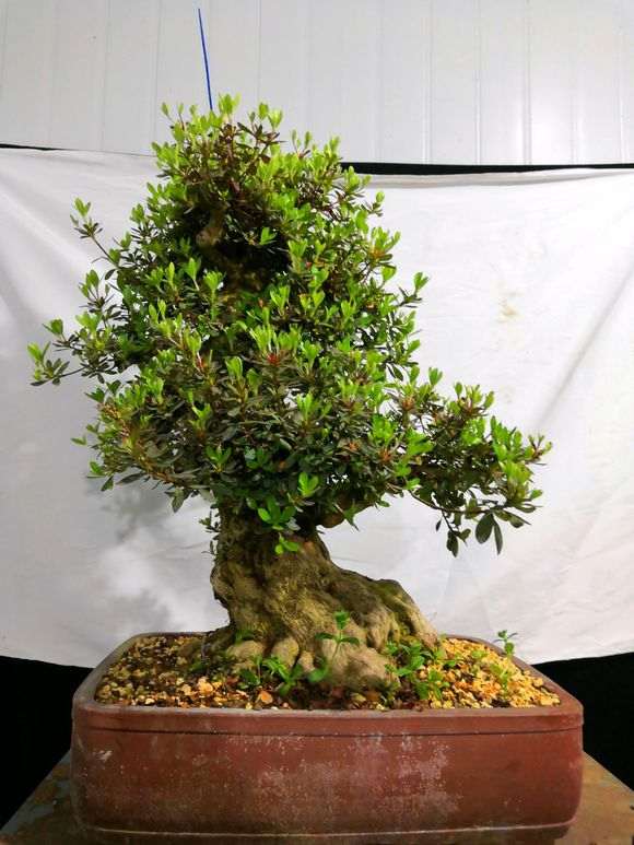 请欣赏 极品70年老桩皋月杜鹃盆景