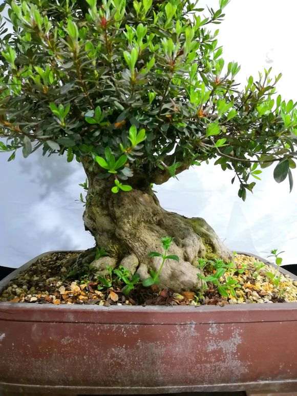 请欣赏 极品70年老桩皋月杜鹃盆景