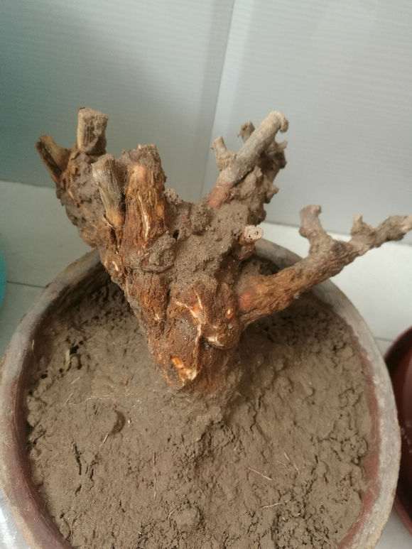 枸杞老桩盆景种在盆里10左右没发芽