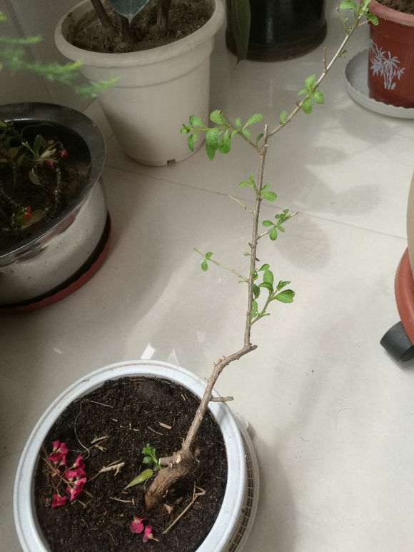 枸杞老桩盆景种在盆里10左右没发芽