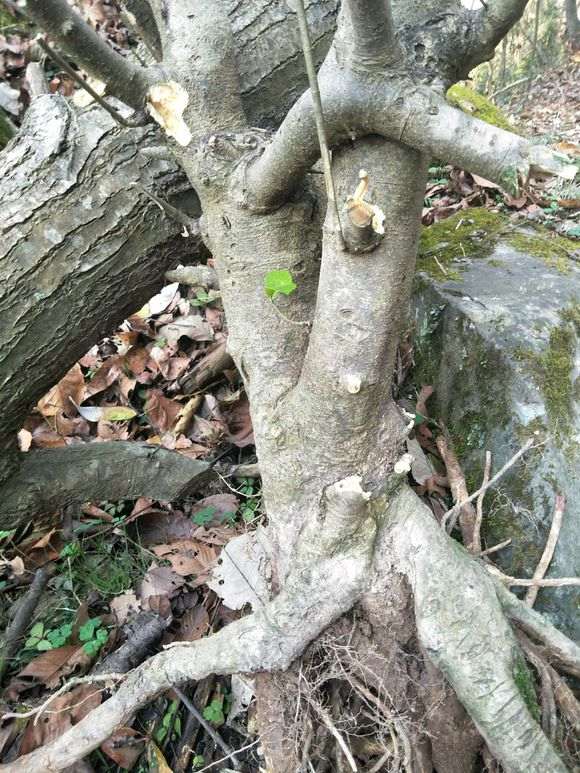 野生栀子花下山桩老桩