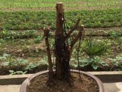 三层金钱榕树下山桩改成老桩的过程