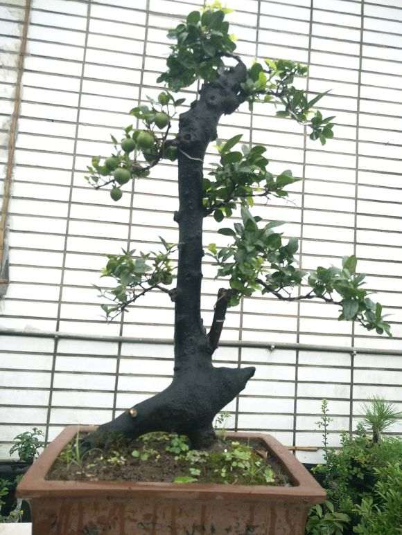 上盆10多年的金弹子盆景老桩 终于挂果了