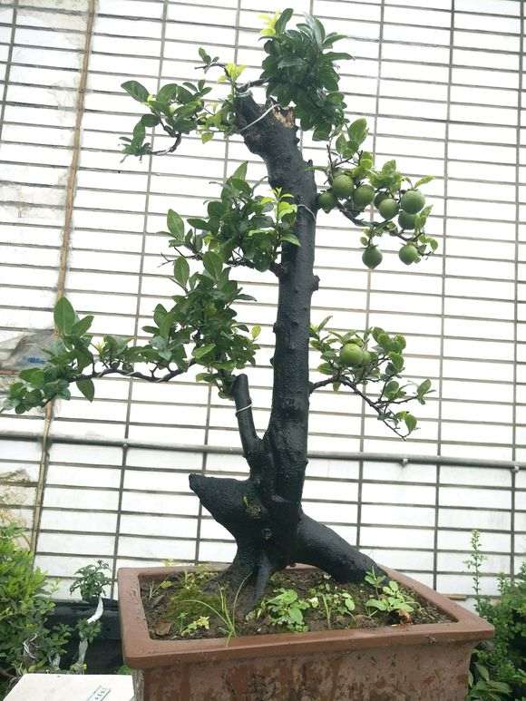 上盆10多年的金弹子盆景老桩 终于挂果了