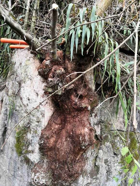 这棵野生山楂树下山桩老桩如何