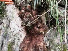 这棵野生山楂树下山桩老桩如何