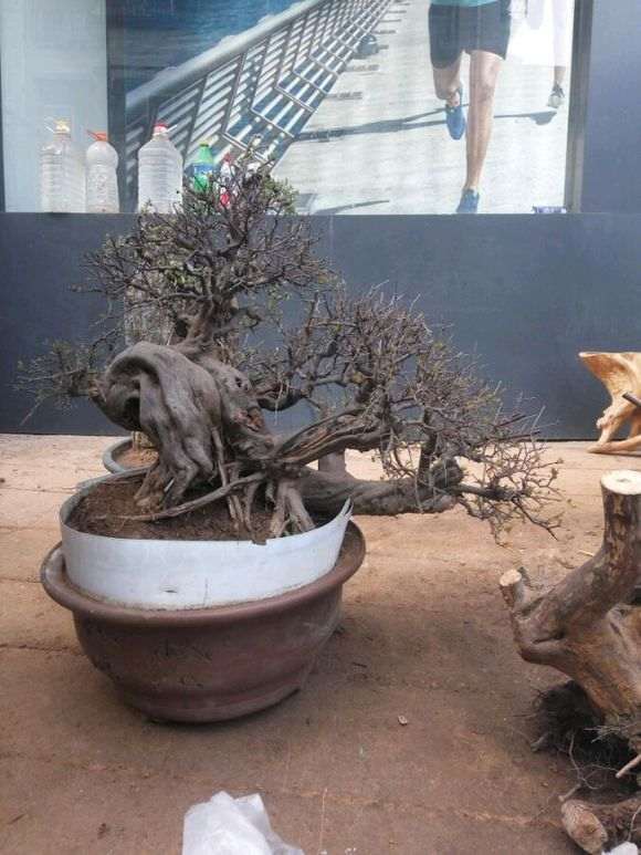 星期天早上在赶集 看到一盆雀梅下山桩老桩