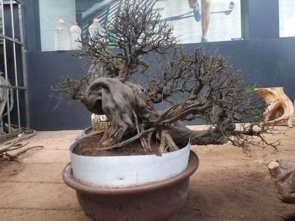 星期天早上在赶集 看到一盆雀梅下山桩老桩