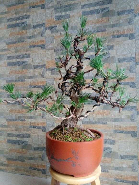 1棵树龄20多年的老桩黑松盆景 图片