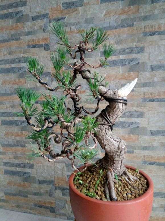 1棵树龄20多年的老桩黑松盆景 图片