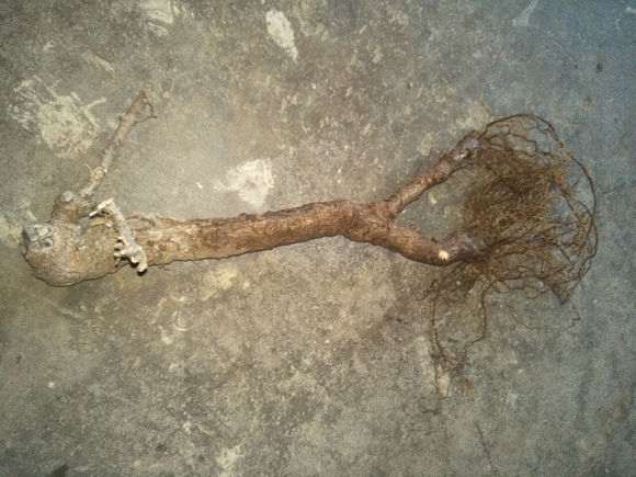 捡了棵迎春下山桩老桩 也不知道能救活不