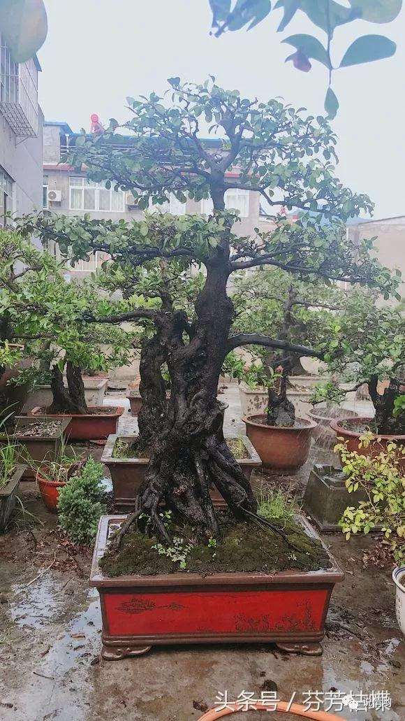 牛人养的老桩盆景