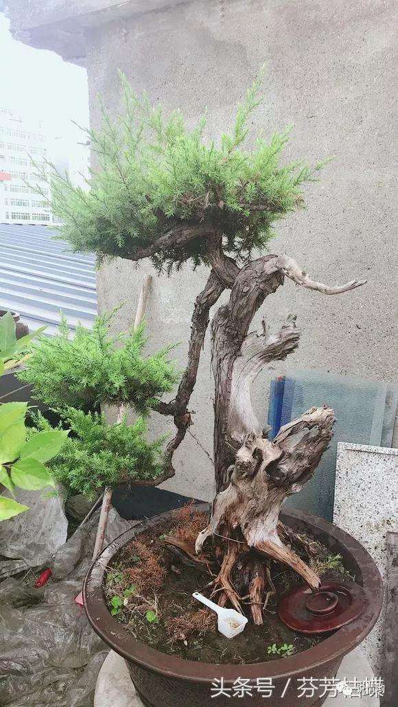 牛人养的老桩盆景