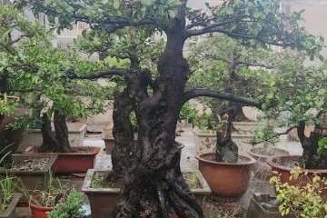 牛人养的老桩盆景 一养就是20多年