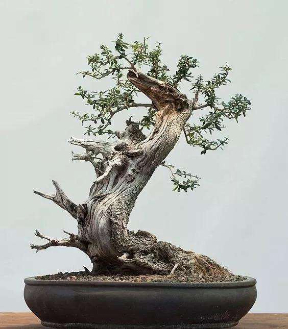 看到这棵老桩盆景 就像是看到了一块活化石