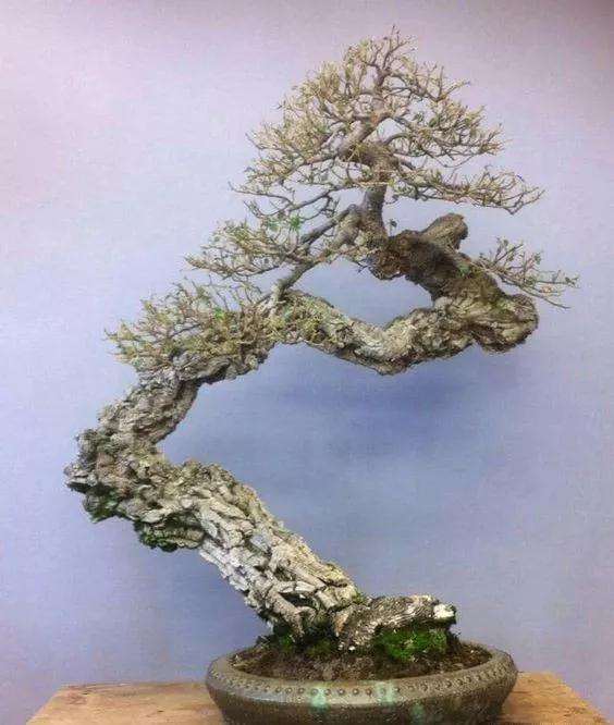 看到这棵老桩盆景 就像是看到了一块活化石