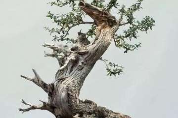 看到这棵老桩盆景 就像是看到了一块活化石