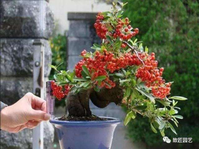 火棘老桩盆景怎么移植浇水的方法