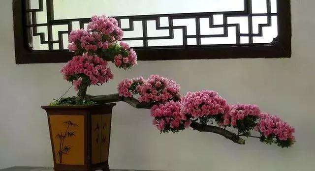 杜鹃花老桩盆景为什么不开花的原因