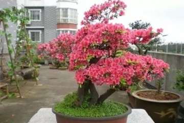 杜鹃花老桩盆景为什么不开花的原因