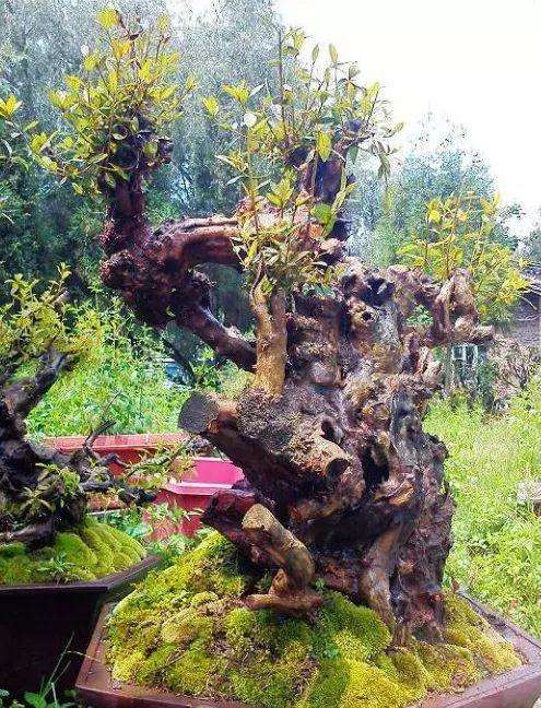 山野下山桩老桩秒变盆景 惊艳整个家