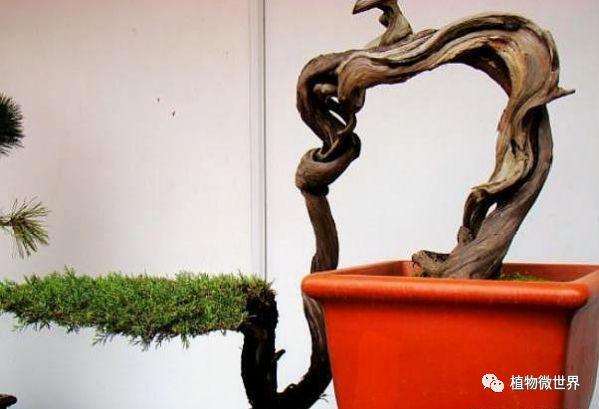 一个老桩变盆景怎么选材造型的方法