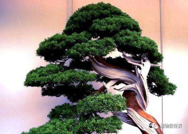 一个老桩变盆景怎么选材造型的方法