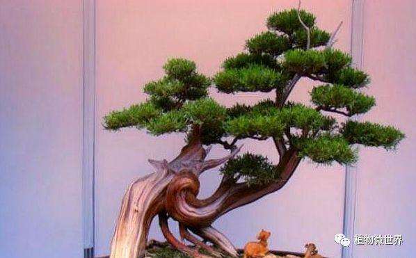 一个老桩变盆景怎么选材造型的方法