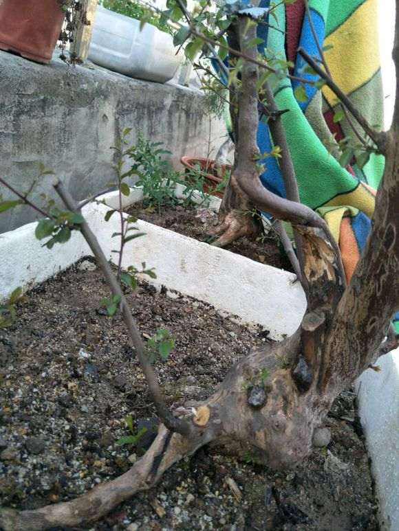 雀梅下山桩套袋来芽 但马上萎靡不振