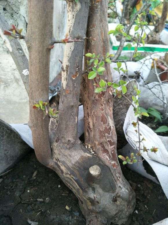 雀梅下山桩套袋来芽 但马上萎靡不振