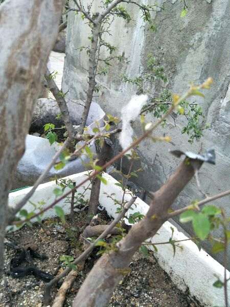 雀梅下山桩套袋来芽 但马上萎靡不振