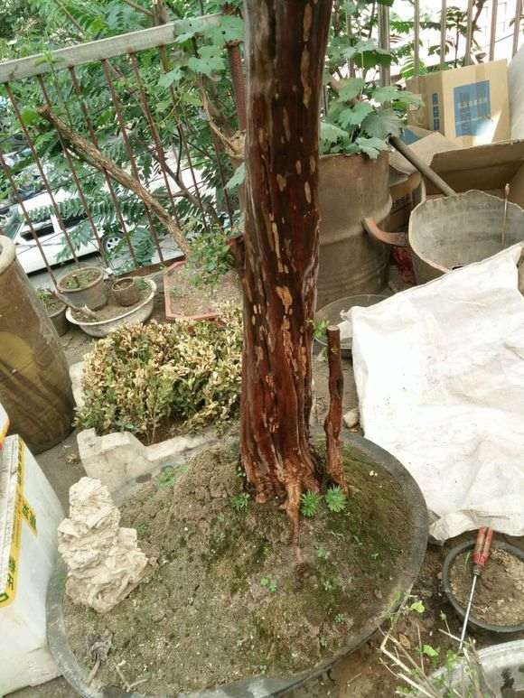 雀梅下山桩套袋来芽 但马上萎靡不振