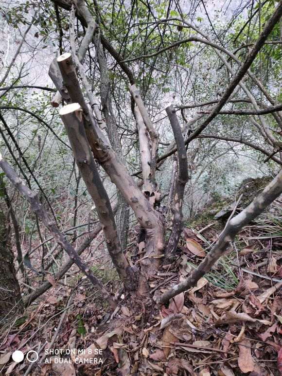 第一次挖到雀梅下山桩 很开心