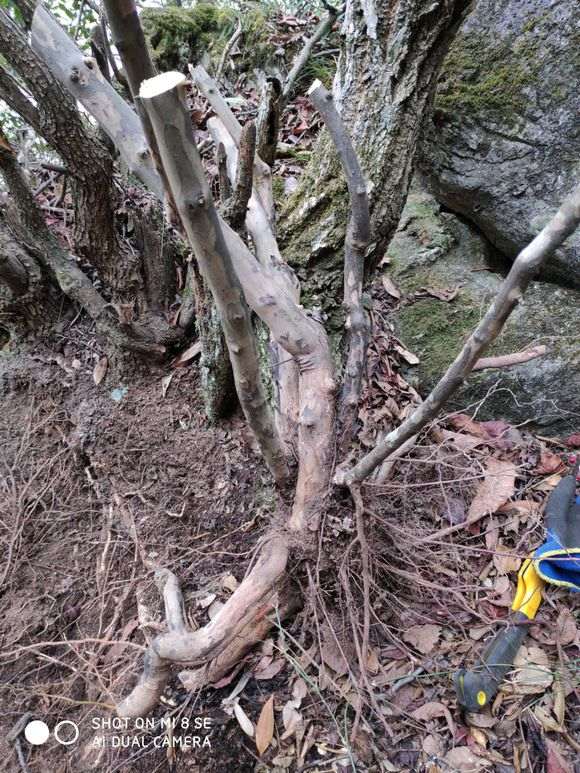 第一次挖到雀梅下山桩 很开心