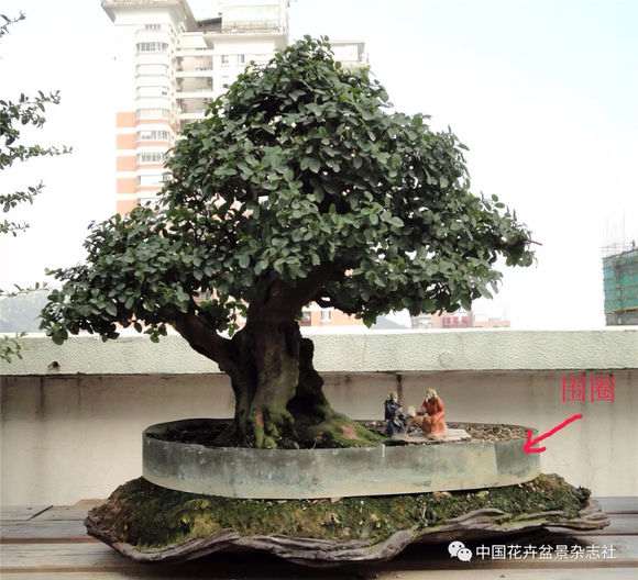 2016年《村头》在浙江省盆景展上荣获金奖