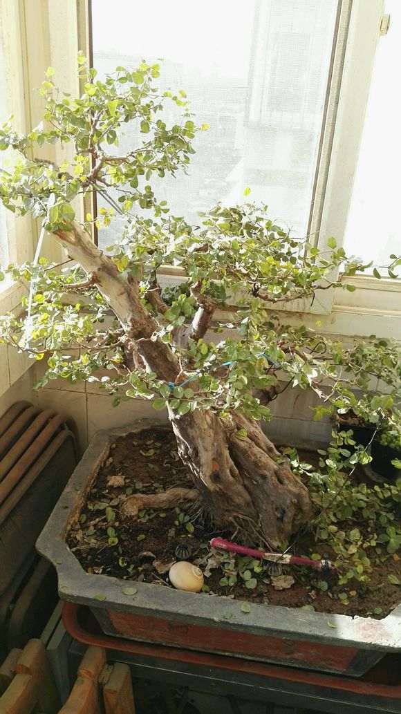 雀梅盆景缺水 叶子直接干了 怎么办