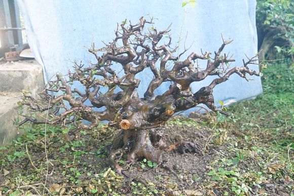 冬季气温低于零下雀梅盆景也没事 超级耐寒