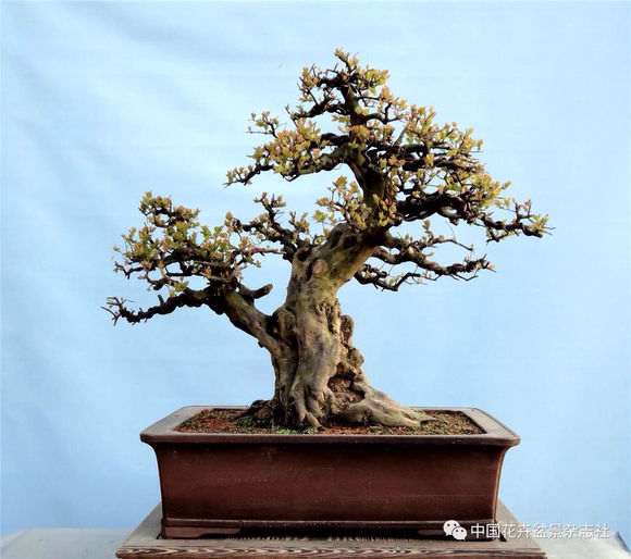 冬季气温低于零下雀梅盆景也没事 超级耐寒