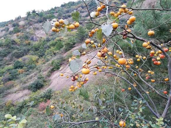 冬季气温低于零下雀梅盆景也没事 超级耐寒