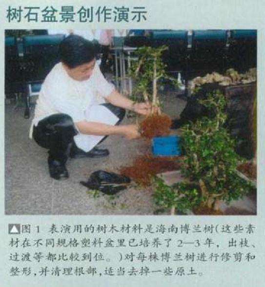 图解 树石盆景怎么制作的8个步骤
