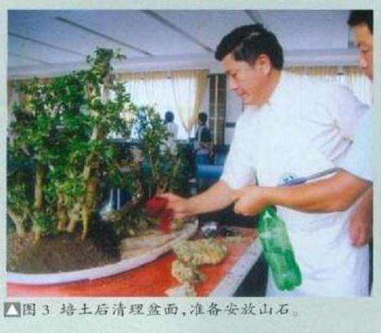 图解 树石盆景怎么制作的8个步骤