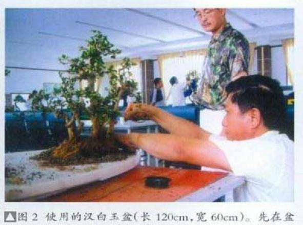 图解 树石盆景怎么制作的8个步骤